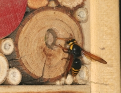 Rhynchium superbum