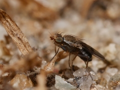 Trixoscelis obscurella