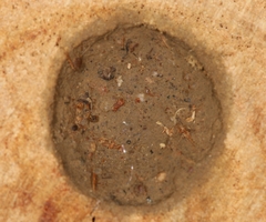 Rhynchium superbum