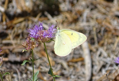 iNaturalist observation photo of Orange Sulphur