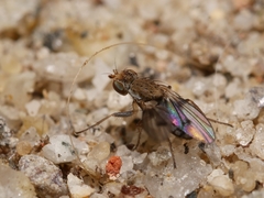 Trixoscelis obscurella