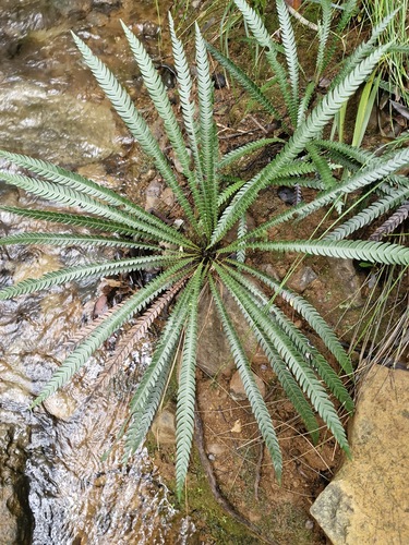 Oceaniopteris obtusata observed 2026-07-22
