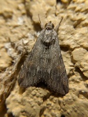 Melipotis acontioides