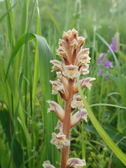 Orobanche minor