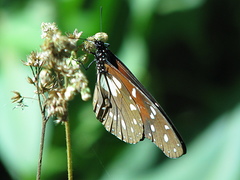 Tirumala formosa mercedonia