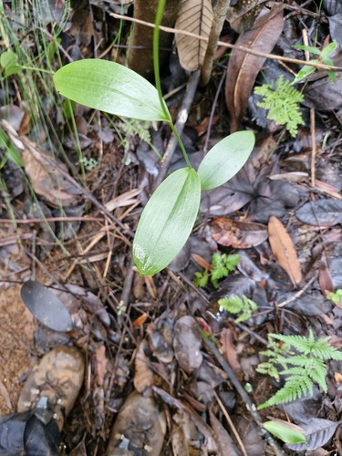 Rigid Eriaxis (Eriaxis rigida)