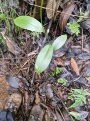 Rigid Eriaxis (Eriaxis rigida)