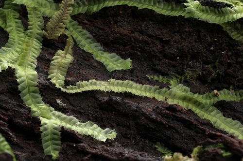Heteroscyphus coalitus observed 2026-08-12
