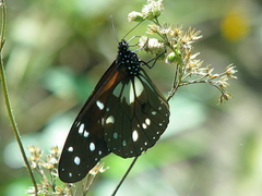 Tirumala formosa mercedonia