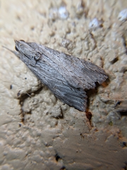 Melipotis acontioides