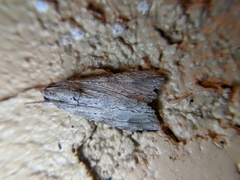 Melipotis acontioides