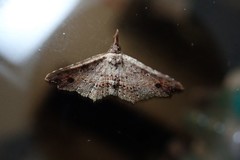 Philogethes metableta