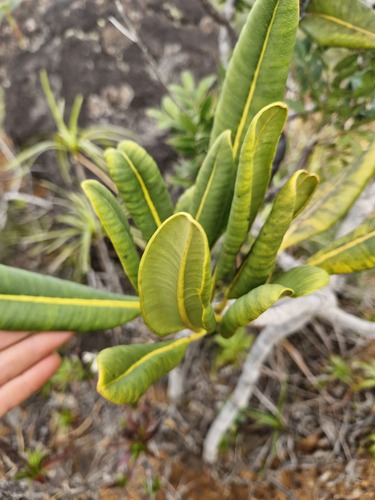Myodocarpus crassifolius (Myodocarpus crassifolius)