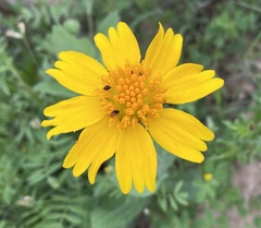 Amblyolepis setigera