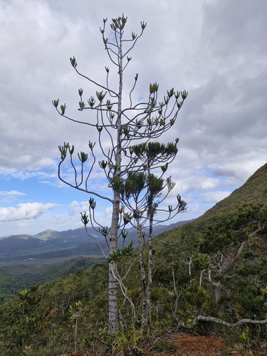 Dacrydium araucarioides observed 2026-07-22