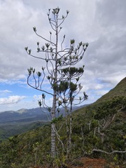Dacrydium araucarioides