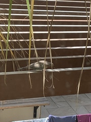 Streptopelia senegalensis