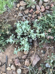 Psilocarphus tenellus