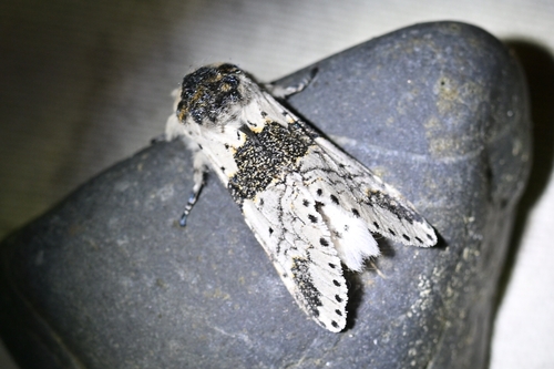 Alder Kitten