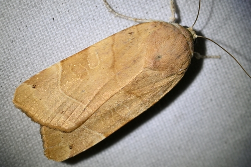 Broad-bordered Yellow Underwing