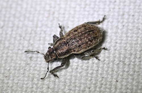 Strophosoma faber