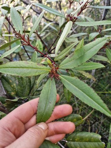 Ascarina rubricaulis observed 2026-07-22