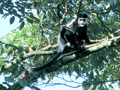 Colobus guereza matschiei