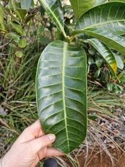 Wax Tabernaemontana (Tabernaemontana cerifera)