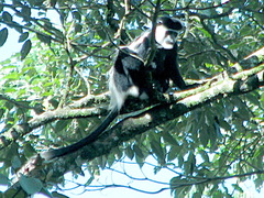 Colobus guereza matschiei