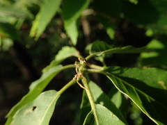 Quercus serrata