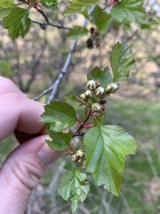 Crataegus margarettae