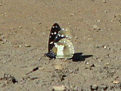 Amauris echeria jacksoni