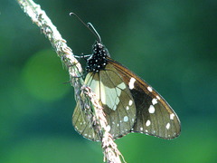 Amauris echeria jacksoni