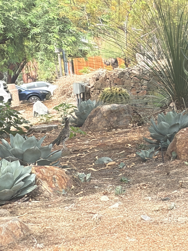 Greater Roadrunner observed by euratop