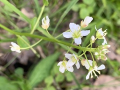 Cardamine rotundifolia