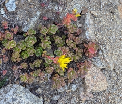 Sedum oreganum, photograph (c) John Brew, some rights reserved (CC BY)
