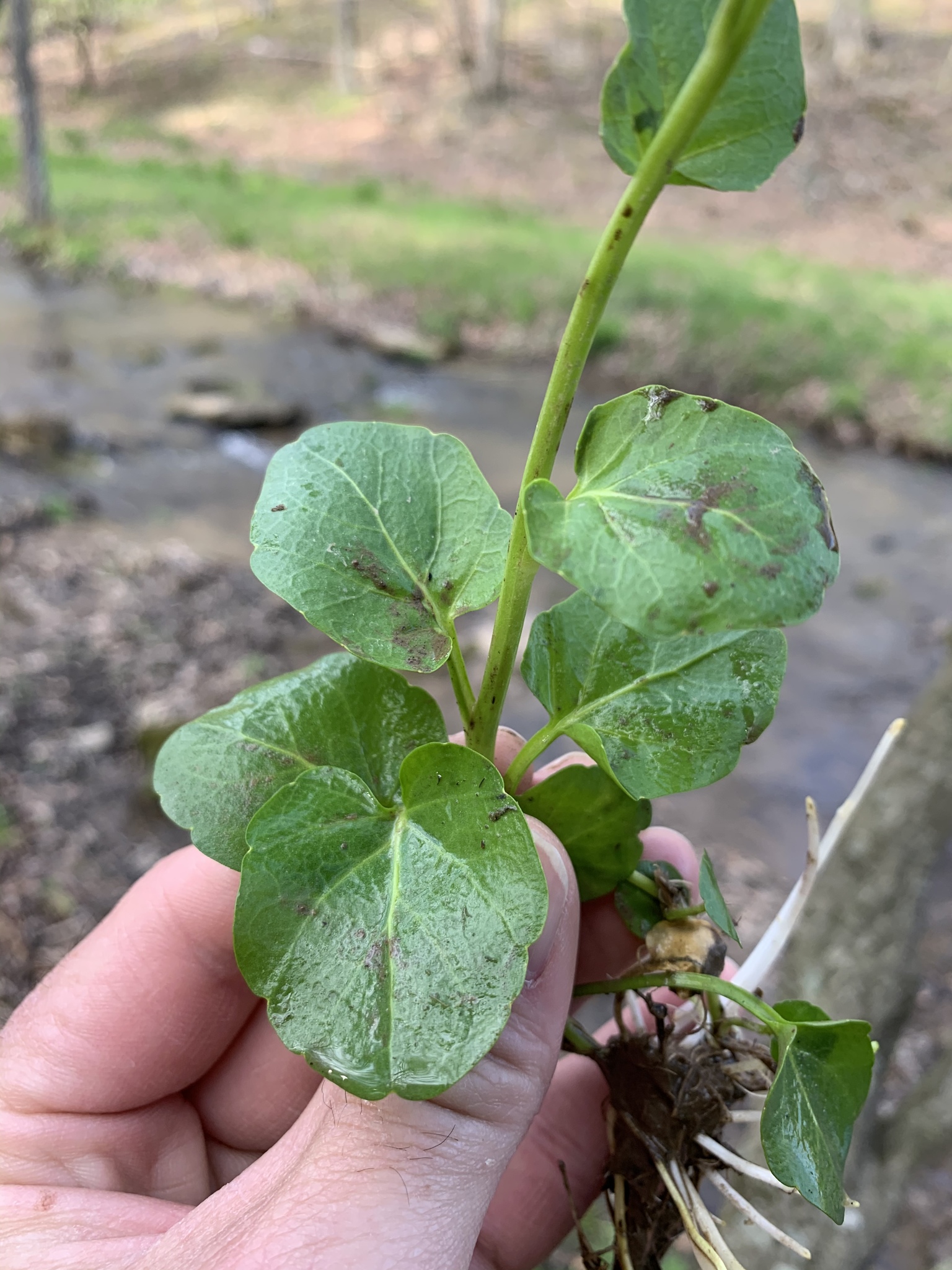 Cardamine rotundifolia