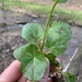 Cardamine rotundifolia - Photo (c) Dwayne Estes, algunos derechos reservados (CC BY-NC), subido por Dwayne Estes