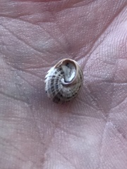 Xeroplexa intersecta