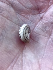 Xeroplexa intersecta