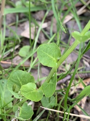 Cardamine rotundifolia