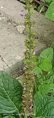 Coleus monostachyus