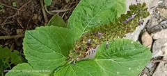 Coleus monostachyus