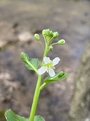 Cardamine rotundifolia