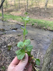 Cardamine rotundifolia