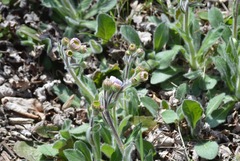 Erigeron pulchellus pulchellus