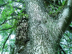 Ceiba speciosa
