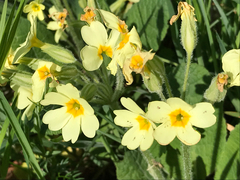 Primula elatior