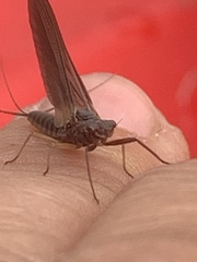 Leptophlebia