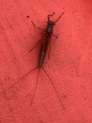 Leptophlebia